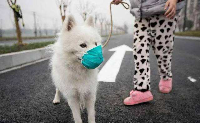 Verbreed den SASR-Cov-2 sech op Hausdéieren?